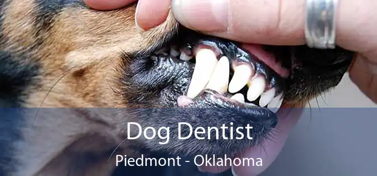 Dog Dentist Piedmont - Oklahoma