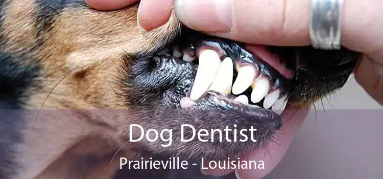 Dog Dentist Prairieville - Louisiana