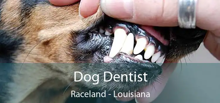 Dog Dentist Raceland - Louisiana