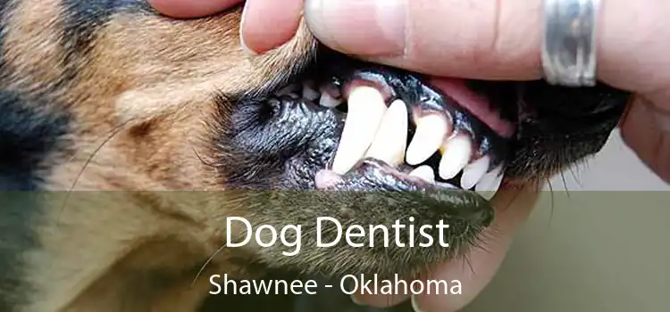 Dog Dentist Shawnee - Oklahoma