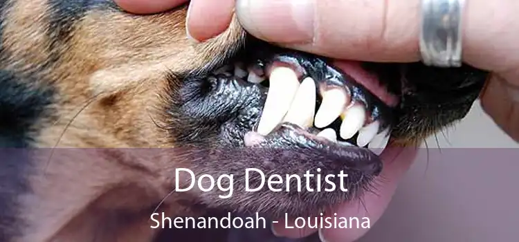 Dog Dentist Shenandoah - Louisiana