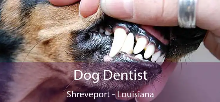 Dog Dentist Shreveport - Louisiana