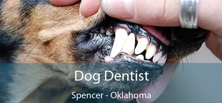 Dog Dentist Spencer - Oklahoma