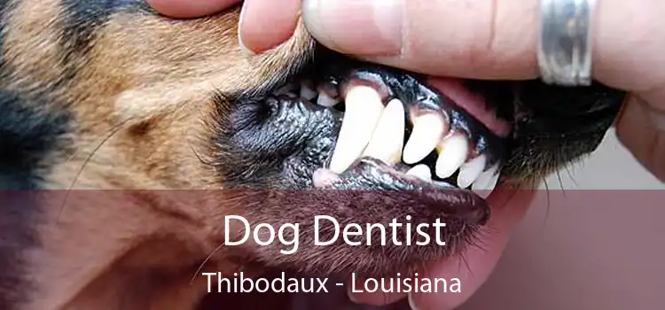 Dog Dentist Thibodaux - Louisiana