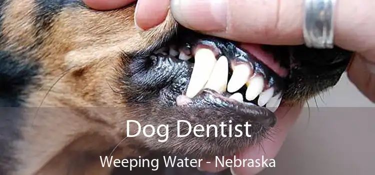 Dog Dentist Weeping Water - Nebraska