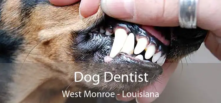 Dog Dentist West Monroe - Louisiana