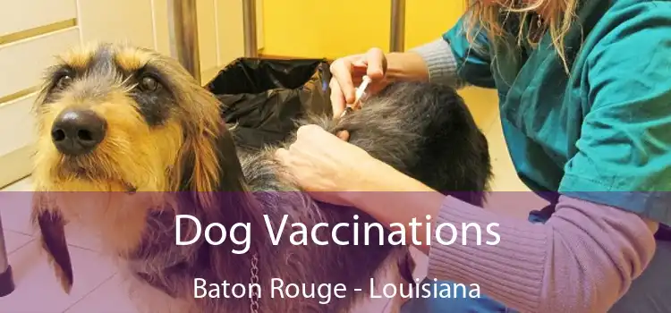 Dog Vaccinations Baton Rouge - Louisiana