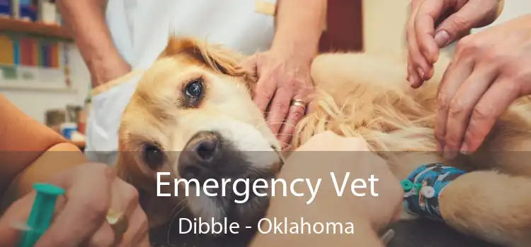 Emergency Vet Dibble - Oklahoma