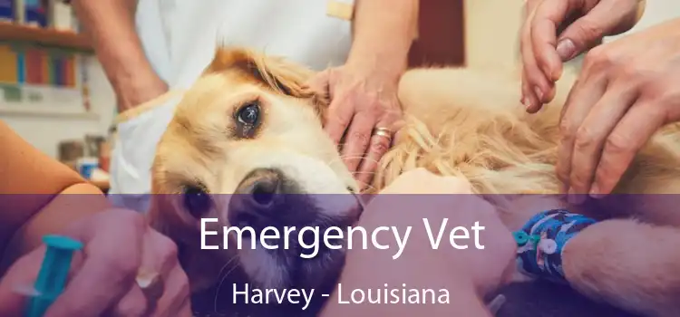 Emergency Vet Harvey - Louisiana