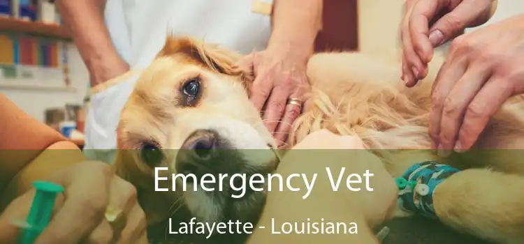 Emergency Vet Lafayette - Louisiana