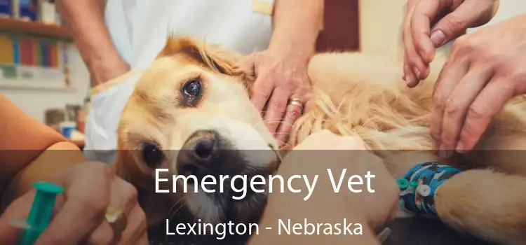 Emergency Vet Lexington - Nebraska