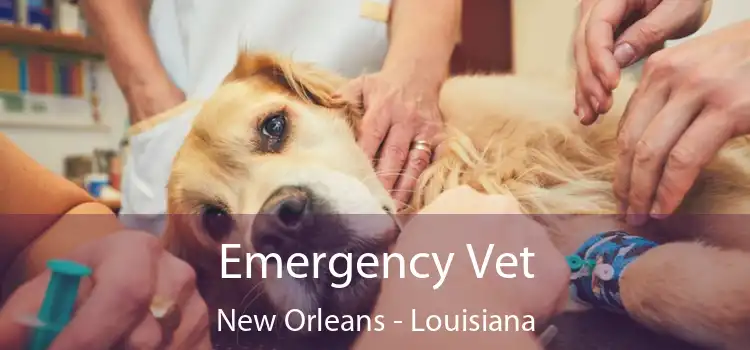 Emergency Vet New Orleans - Louisiana