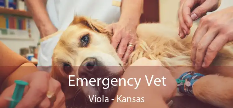 Emergency Vet Viola - Kansas