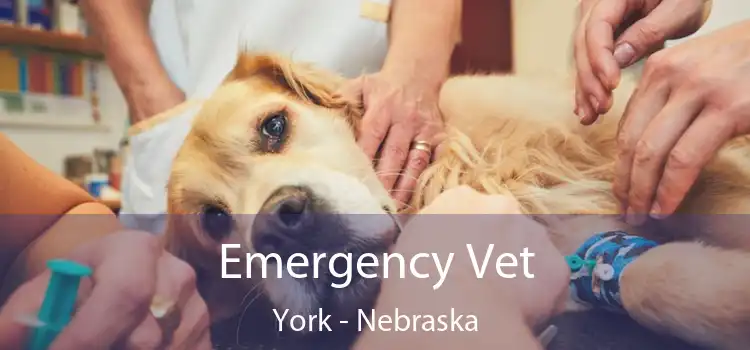 Emergency Vet York - Nebraska