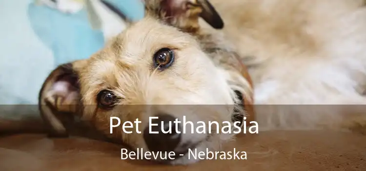 Pet Euthanasia Bellevue - Nebraska