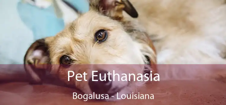 Pet Euthanasia Bogalusa - Louisiana