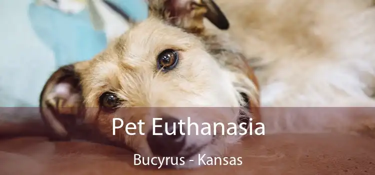 Pet Euthanasia Bucyrus - Kansas