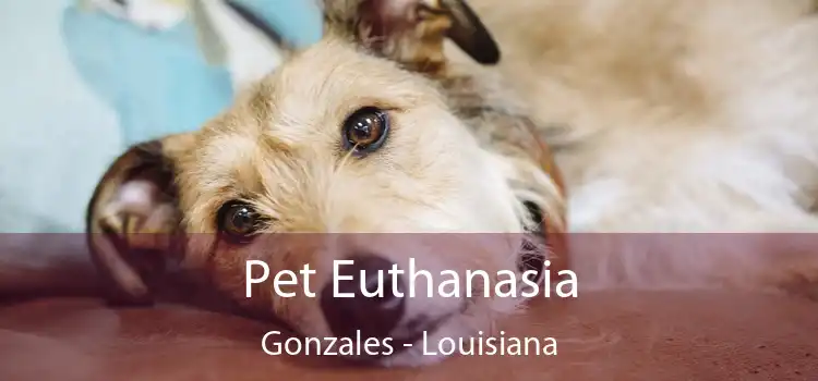 Pet Euthanasia Gonzales - Louisiana