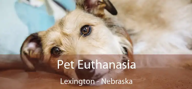 Pet Euthanasia Lexington - Nebraska