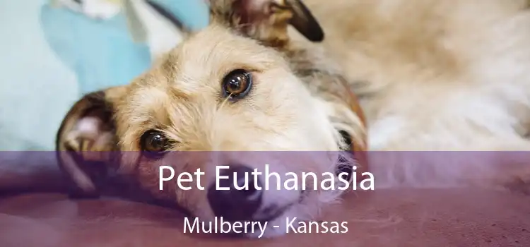 Pet Euthanasia Mulberry - Kansas