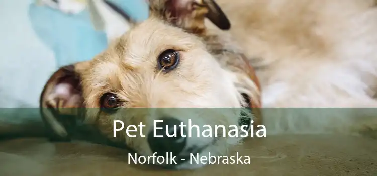 Pet Euthanasia Norfolk - Nebraska