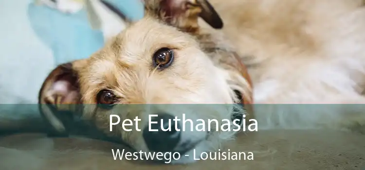 Pet Euthanasia Westwego - Louisiana