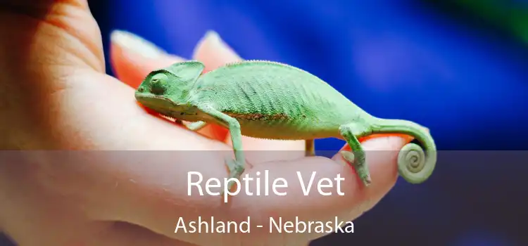 Reptile Vet Ashland - Nebraska