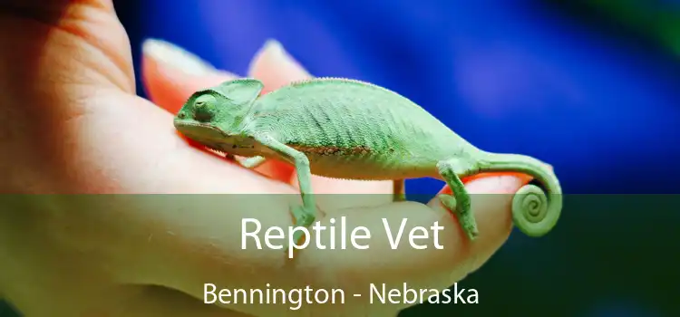 Reptile Vet Bennington - Nebraska