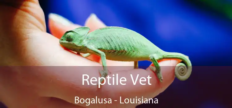 Reptile Vet Bogalusa - Louisiana