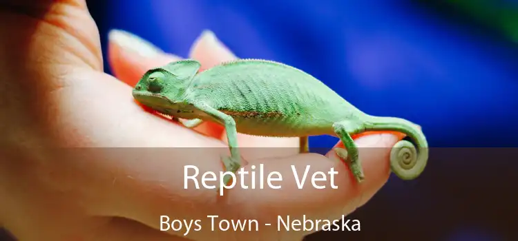 Reptile Vet Boys Town - Nebraska