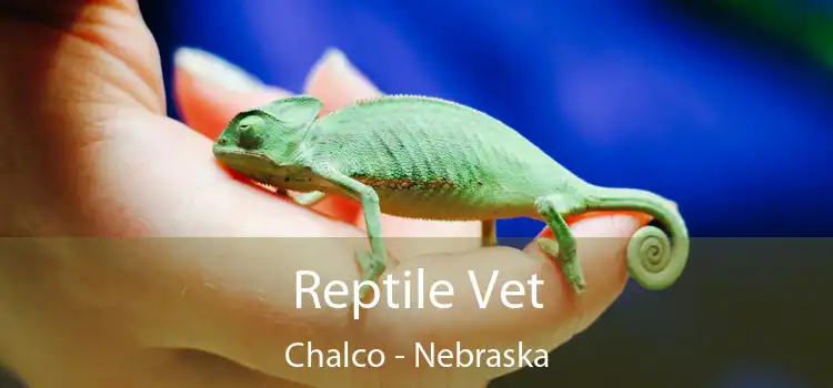 Reptile Vet Chalco - Nebraska