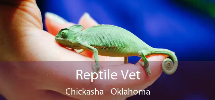 Reptile Vet Chickasha - Oklahoma