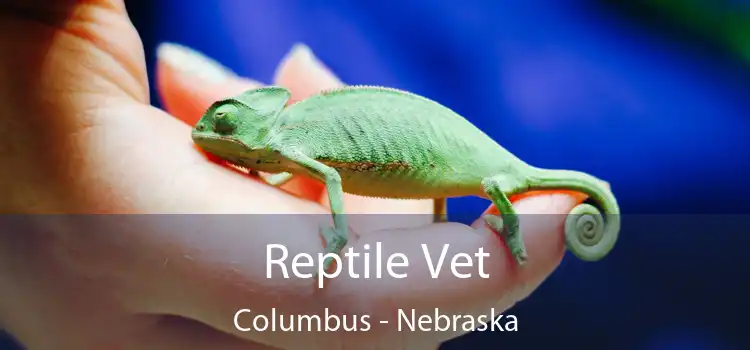 Reptile Vet Columbus - Nebraska