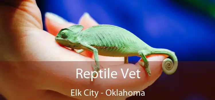 Reptile Vet Elk City - Oklahoma