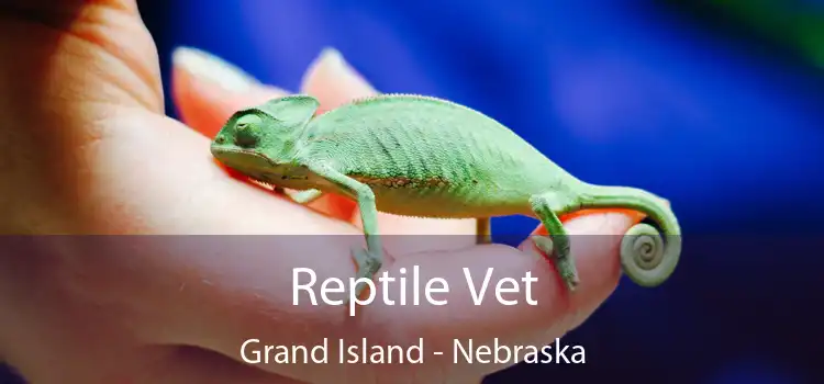 Reptile Vet Grand Island - Nebraska