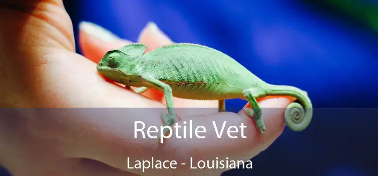 Reptile Vet Laplace - Louisiana