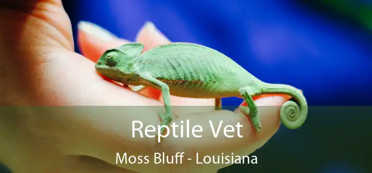 Reptile Vet Moss Bluff - Louisiana