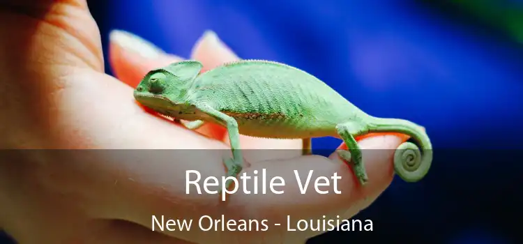 Reptile Vet New Orleans - Louisiana