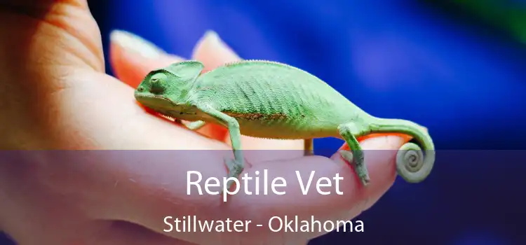 Reptile Vet Stillwater - Oklahoma