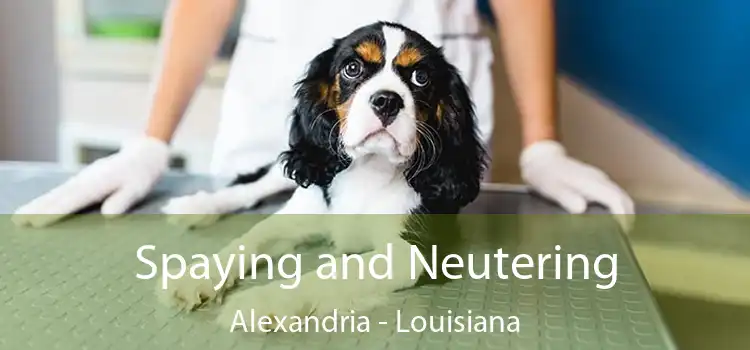 Spaying and Neutering Alexandria - Louisiana