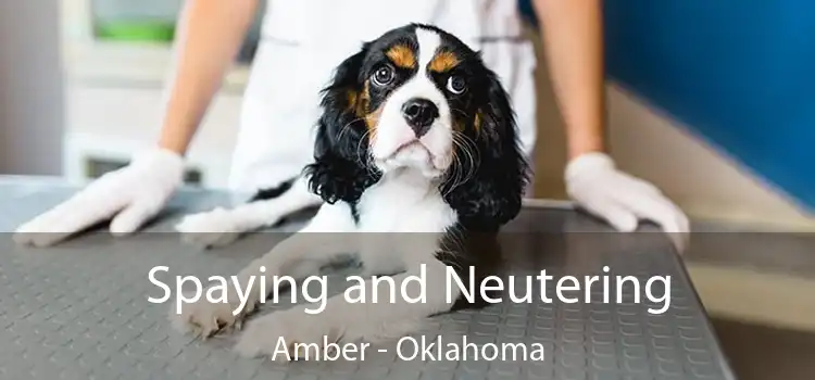 Spaying and Neutering Amber - Oklahoma