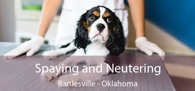 Spaying and Neutering Bartlesville - Oklahoma