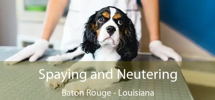 Spaying and Neutering Baton Rouge - Louisiana