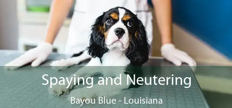 Spaying and Neutering Bayou Blue - Louisiana