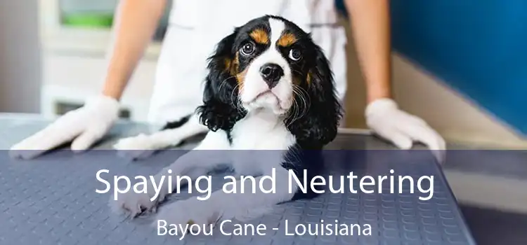 Spaying and Neutering Bayou Cane - Louisiana