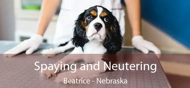 Spaying and Neutering Beatrice - Nebraska