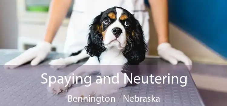 Spaying and Neutering Bennington - Nebraska