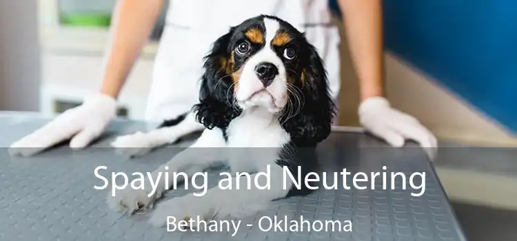 Spaying and Neutering Bethany - Oklahoma