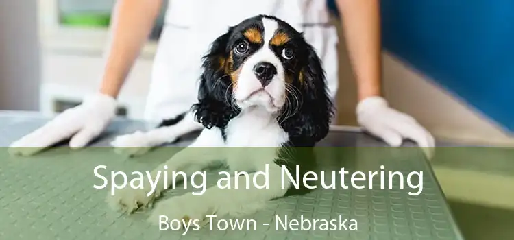 Spaying and Neutering Boys Town - Nebraska