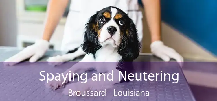 Spaying and Neutering Broussard - Louisiana